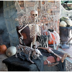 Life Size Posable Skeleton