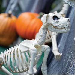 Buster Bonez Dog Skeleton Decoration