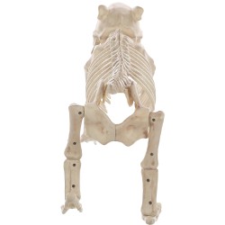 Skeleton Bones the Dog Decoration