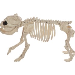 Skeleton Bones the Dog Decoration