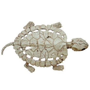 Turtle Skeleton Decoration